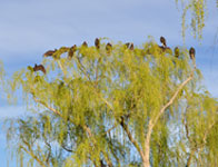buzzards in tree